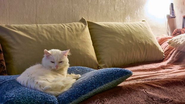 a white cat sleeps on a pillow