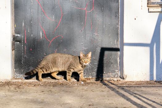 street cat near the door color