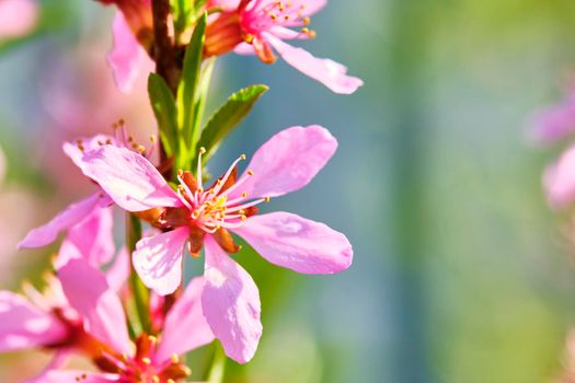 macro photo pink wildflowers close-up