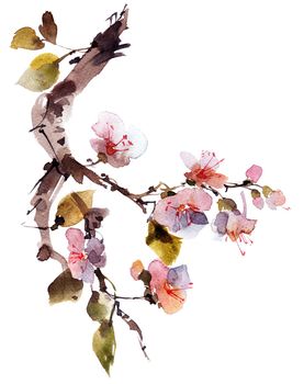 Watercolor and ink sketch - illustration of blossom sakura branch, oriental traditional sumi-e painting