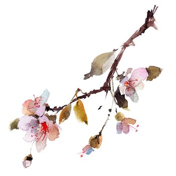 Watercolor and ink sketch - illustration of blossom sakura branch, oriental traditional sumi-e painting