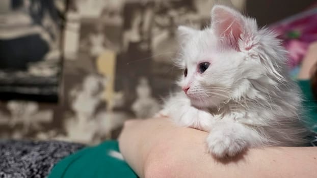 white kitten sits on the hands of the human