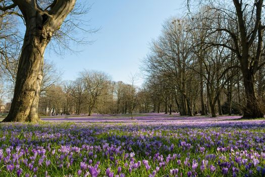 Crocus blossom in the castle park in Husum in Schleswig-Holstein, Germany, Scenic view of beautiful castle park.