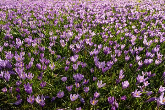 Crocus blossom in the castle park in Husum in Schleswig-Holstein, Germany, Scenic view of beautiful castle park.