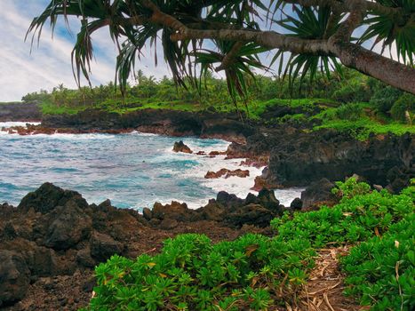 Naupaka Plants Grow Along Black Basaltic Basalt Lava at Waianapanapa State Park in Hana, Hawaii. A palm tree leans over a small footpath