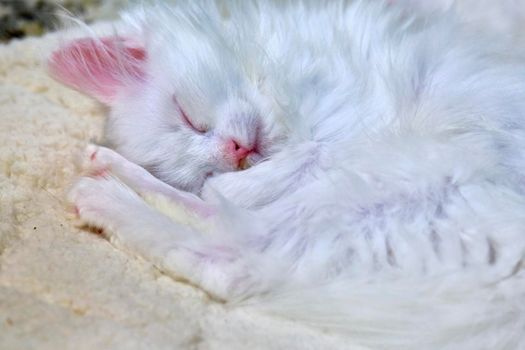 White Kitten Sleeps close up color