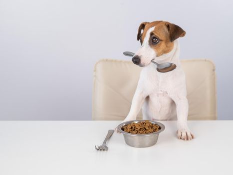 Jack Russell Terrier dog sits at a dinner table with a bowl of dry food and holds a spoon in his mouth