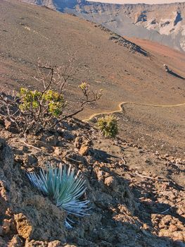 Haleakala Silversword with Hiking Trail in Background leading down from summit of Haleakala National Park. High quality photo