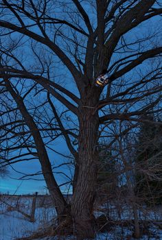 Terrifying Scary Clown Mask with Large Fangs in a Spooky Tree by Farm Field at Twilight or Night. High quality photo