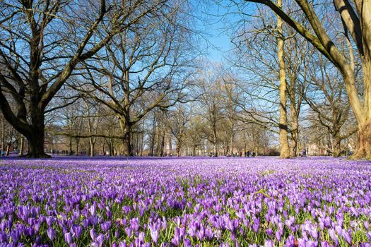 Crocus blossom in the castle park in Husum in Schleswig-Holstein, Germany, Scenic view of beautiful castle park.