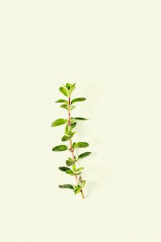 Twig of origanum on green background , culinary herb