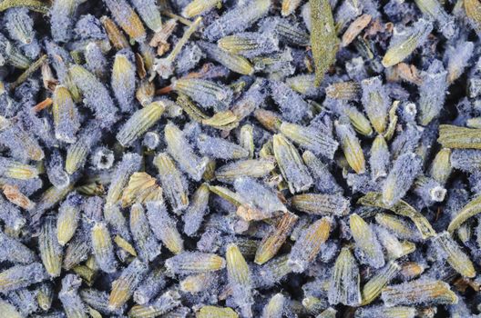 The dried lavender flower textured as background.