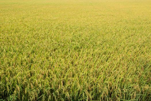 The yellow green rice in paddy rice field