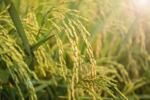 Close Up golden ears of thai jasmine rice in the paddy field.