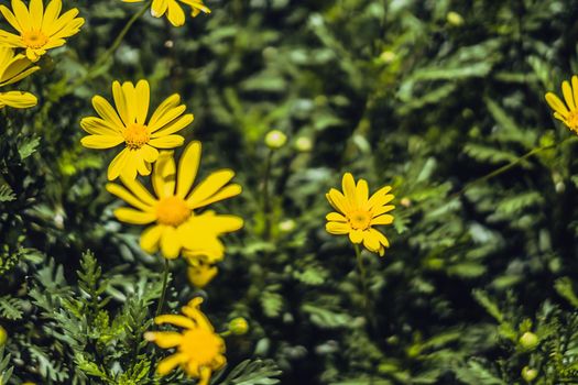 Real Abstract nature beauty photo background. A lot yellow green chamomile herb flower small bloom meadow. Floral summer sun warm day, botanic care. Macro close up Inflorescence petals bloom.