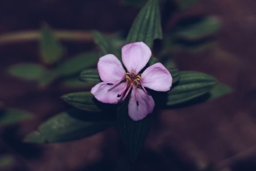 Real Abstract nature beauty photo background. Purple violet herb flower small alone bloom green simple leafe. Floral summer evening dark, botanic care Macro close Inflorescence petals blossom fantasy
