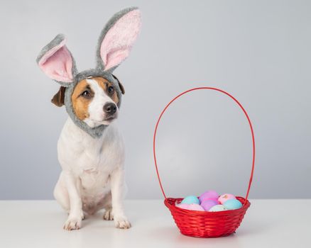 Cute jack russell terrier dog in a bunny rim next to a basket with painted easter eggs on a white background