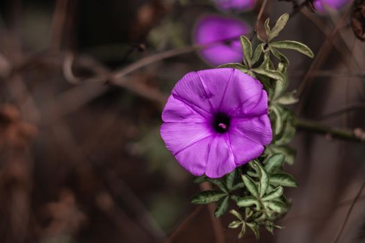 BANNER Real nature beauty photo background. Purple violet herb bindweed flower small alone bloom green simple leaf. Floral summer evening dark, botanic care. Macro close Inflorescence blossom fantasy.