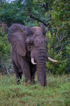 big Elephant in Kruger South Africa, huge African Elephant with horns in South Africa.