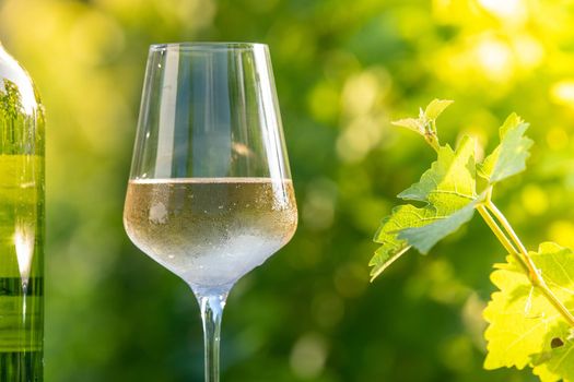 Glass of dry White wine on table in vineyard, Bordeaux Vineyard