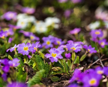 Bunch of Primrose flowers, spring photo