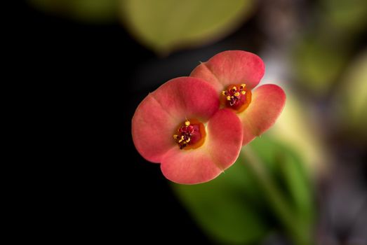 Crown of thorns flower on blurred background