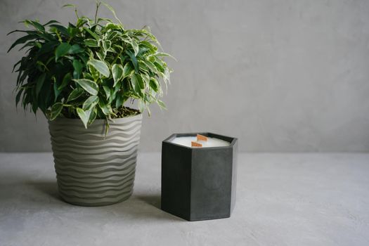 A natural soy candle in a black plaster planter. Ficus in a gray pot.