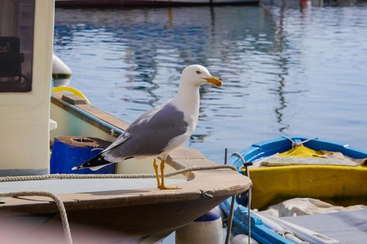 Seagull Procida in sunny summer day, Procida Island, Italy, High quality photo