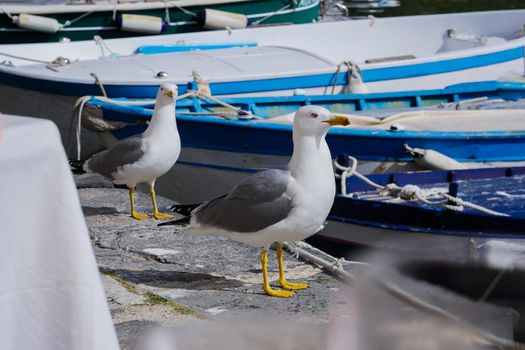 Seagull Procida in sunny summer day, Procida Island, Italy, High quality photo