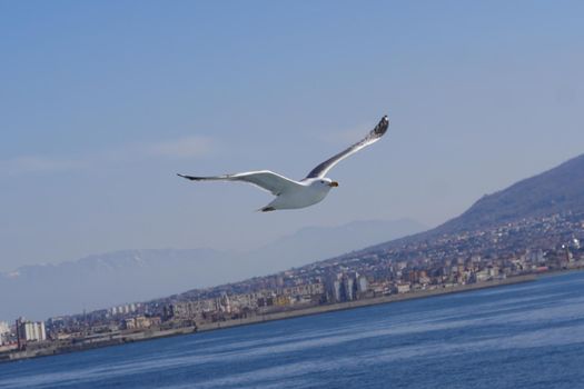 Seagull Procida in sunny summer day, Procida Island, Italy, High quality photo