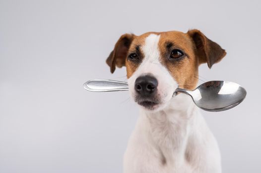Close-up portrait of a dog Jack Russell Terrier holding a spoon in his mouth on a white background. Copy space