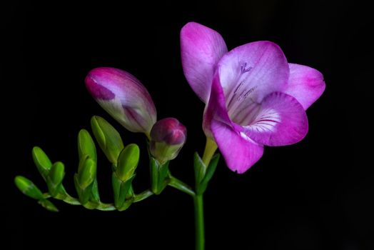 Elegant Freesia flower on black background, selective focus