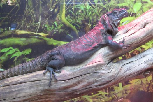 On image: Monitor lizard or bengal monitor or common indian monitor or varanus bengalensis full length portrait in outdoor wildlife safari at forest of central india