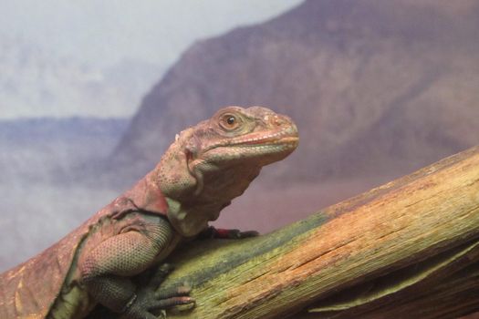 On image: Lizard on the dead tree. Lizard on a branch. A huge lizard in a tree in a terrarium basking and looking for prey. Sitting diagonally, close-up