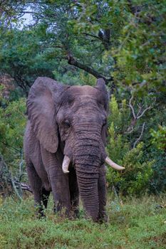 big Elephant in Kruger South Africa, huge African Elephant with horns in South Africa.
