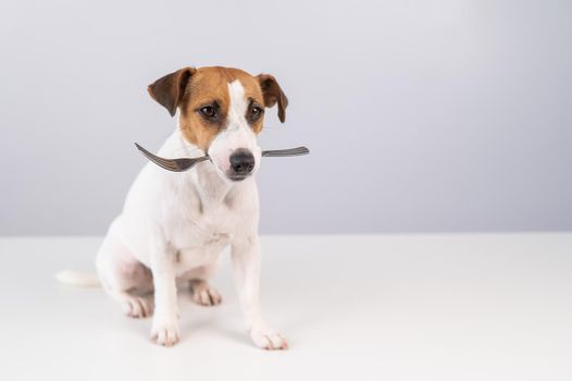 Portrait of a dog Jack Russell Terrier holding a fork in his mouth on a white background. Copy space