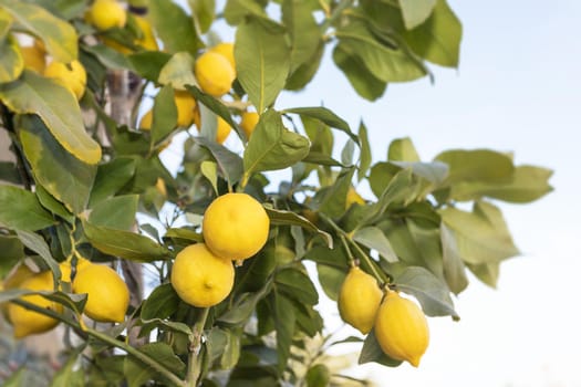 Ripe lemons hanging on a tree in a blue sky background