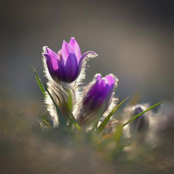 Springtime and spring flower. Beautiful purple little furry pasque-flower. (Pulsatilla grandis) Blooming on spring meadow at the sunset