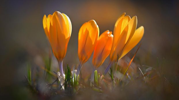 Spring background with flowers. Beautifully colored flowering crocus - saffron on a sunny day. Nature photography in spring time.