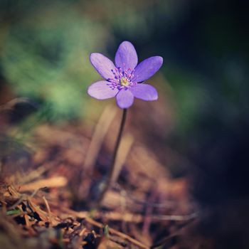 Spring flower. Beautiful purple plant in the forest. Colorful natural background. (Hepatica nobilis)