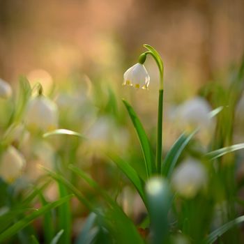 Spring snowflake flower (Leucojum vernum).
Beautiful white spring flower in the forest. Colorful natural background.