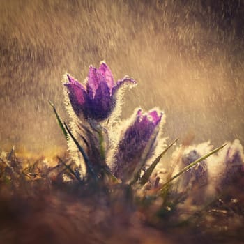 Nice little purple flower in the spring rain. Beautiful nature background for spring time on the meadow. Pasqueflower flower (Pulsatilla grandis)