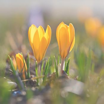 Spring background with flowers. Beautifully colored flowering crocus - saffron on a sunny day. Nature photography in spring time.