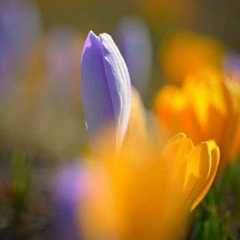 Spring background with flowers. Beautifully colored flowering crocus - saffron on a sunny day. Nature photography in spring time.