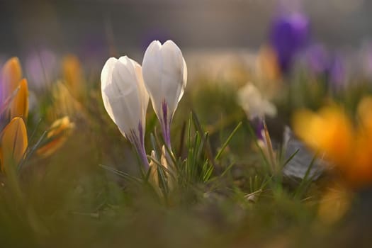 Spring flowers. Colorful nature background. Close-up of a group of blooming colorful crocus. (Crocus vernus)