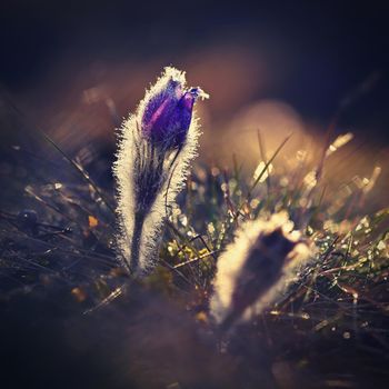 Spring flowers. Beautifully blossoming pasque flower and sun with a natural colored background. (Pulsatilla grandis)