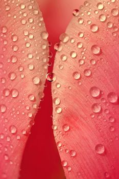 Spring background with flowers. Beautiful colorful tulip on a sunny day. Nature photography in spring time. Macro shot of water drops on a flower.