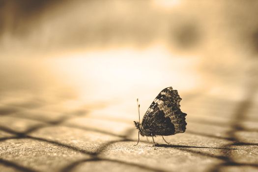 Close up of a butterfly on sepia blurry background