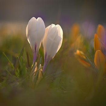 Spring flowers. Colorful nature background. Close-up of a group of blooming colorful crocus. (Crocus vernus)