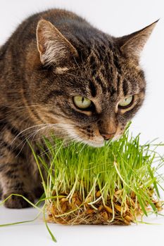 gray domestic tabby cat eating fresh green grass close-up on white background with selective focus and blur. Licking its nose with pink tongue, eyes closed.